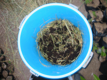 biodigester_actose_inoculated_burnt_ricehull.gif (76896 bytes)