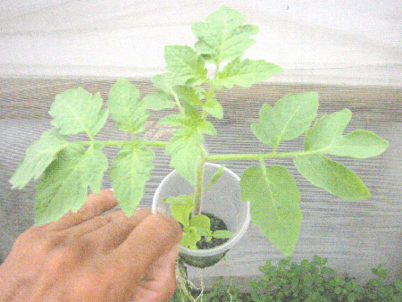greenhouse_tomato_hydroponics.gif (127337 bytes)