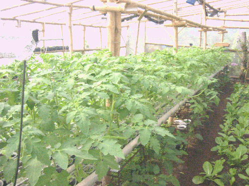 greenhouse_tomato_hydroponics1.gif (146350 bytes)