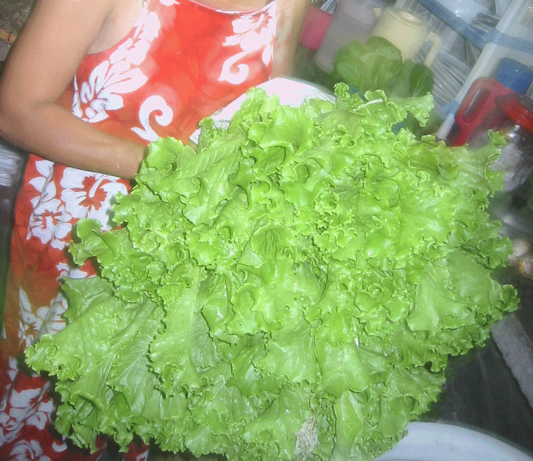 hydroponics_lettuce1.gif (330957 bytes)